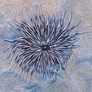 Anémona de mar (Condylactis aurantiaca), Pistol Bay, Pafos, Chipre, 2021-12-12, DD 12