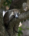 * Nomination A Coati in a tree in Tulum, MX. --Needsmoreritalin 02:28, 19 August 2024 (UTC) * Promotion  Support Good quality. --Plozessor 03:29, 19 August 2024 (UTC)