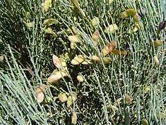 Cytisus oromediterraneus La Serrota.jpg