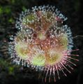 Habit of Drosera burmannii (Location type from Humpty Doo, Australia)