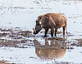 * Nomination Common warthog (Phacochoerus africanus), Chobe National Park, Botsuana --Poco a poco 12:03, 8 December 2018 (UTC) * Promotion  Support Good quality. --Ermell 13:36, 8 December 2018 (UTC)