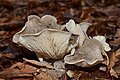 Oyster mushroom