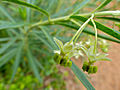 Gomphocarpus fruticosus