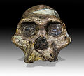 5 Mrs Ples Face uploaded by Archaeodontosaurus, nominated by Archaeodontosaurus