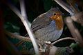 Robin at Milton Country Park, Cambirdgeshire