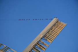 Watch the birdies - Stansted Mountfichet windmill - geograph.org.uk - 2632982.jpg