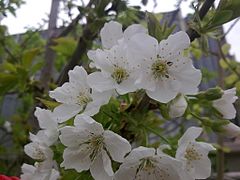 (Cherry Blossom)شکوفه گیلاس - panoramio.jpg