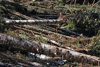 Lake Twenty-Two Research Natural Area