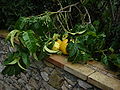 Foglie frutti di Cedro - Citrus: leaves and fruits.