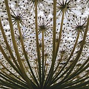 Daucus carota (Queen Anne's lace) umbel down view.jpg