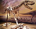 Albertosaurus (skeleton).
