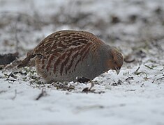 Grey partridge (46454502745).jpg