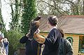 English: A Harris Hawk (Parabuteo unicinctus), at Havenstreet railway station, during the 2010 Southern Vectis bustival event. The owners of the bird were letting people handle the bird, as seen here.