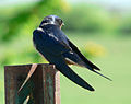 Barn Swallow (Hirundo rustica)