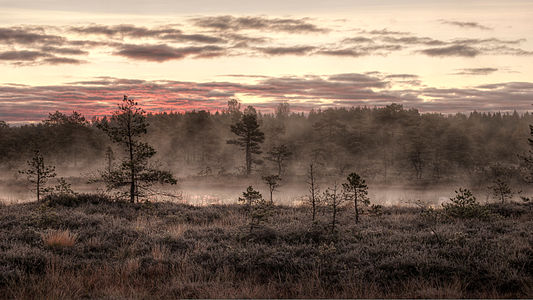 Mukri bog in the october morning mist by Amadvr