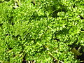 English: curly leaf parsley Deutsch: krause Petersilie