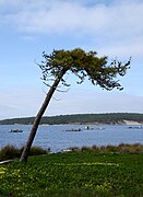 Lagoa Albufeira March 2015-2a.jpg