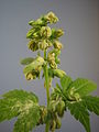 Male flowers