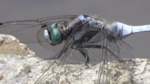 Male white-tailed skimmer (Orthetrum albistylum speciosum)