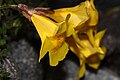 Mimulus tilingii