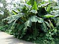 Musa sp. , Guangzhou Zoo, China