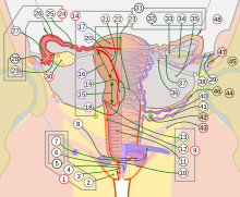 Scheme female reproductive system-number-full-cropped.svg