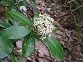 male flower, Fukushima pref., Japan