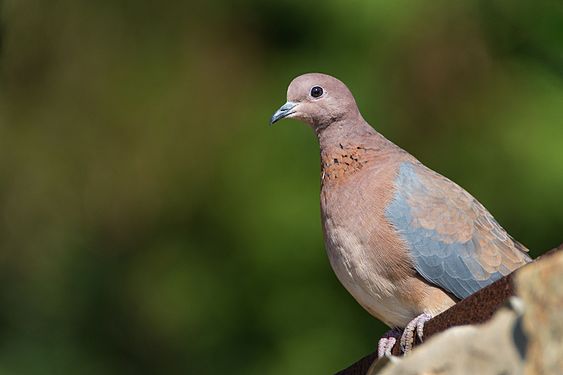 Laughing dove, Ichkeul National Park Mohamed Gouli