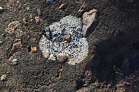 White lichen base on granite boulder.jpg