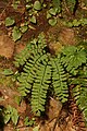 Adiantum aleuticum