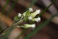 Antennaria racemosa