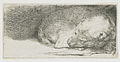 Sleeping Puppy label QS:Len,"Sleeping Puppy" label QS:Lnl,"Slapend hondje" . circa 1640 date QS:P,+1640-00-00T00:00:00Z/9,P1480,Q5727902 . etching print and drypoint print. 3.9 × 8.1 cm (1.5 × 3.1 in). Various collections.