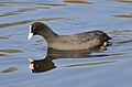 Eurasian Coot