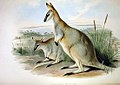 Macropus greyi †