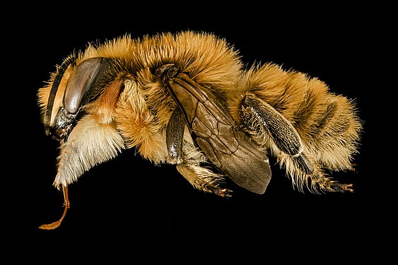 "Megachile_latimanus,_m,_side,_Maine,_Du_Clos_2015-12-01-16.27_(24653900840).jpg" by User:Rhododendrites