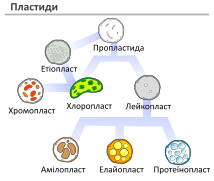 Plastids types uk.svg