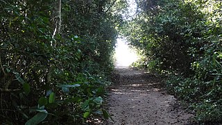 Trilha na mata seca - Parque Estadual Paulo César Vinha.jpg