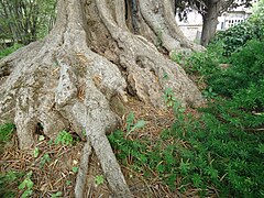 Ulivo pluricentenario. le radici (Roma) (02).jpg