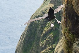 2021-10 Amsterdam Island - Dark-mantled sooty albatross 35.jpg