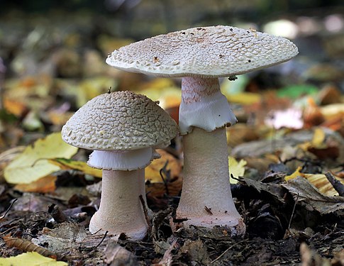 "Amanita_rubescens,_The_Blusher,_Hertfordshire,_UK.jpg" by User:Stu's Images