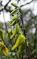 * Nomination Buds, Crotalaria sp., Ooty, The Nilgiris --Tagooty 01:01, 18 August 2024 (UTC) * Promotion  Support Good quality. --Johann Jaritz 01:48, 18 August 2024 (UTC)