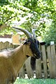 * Nomination: Head of a goat at Mulhouse Zoo (Haut-Rhin, France). --Gzen92 08:27, 12 August 2024 (UTC) * * Review needed