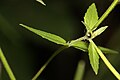 Epilobium glaberrimum