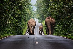 Na biyu Giwar daji na tafiya a gefen hanya a Khao Yai National Park. – Jinginarwa: Khunkay (CC BY-SA 3.0)