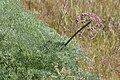 Lomatium columbianum