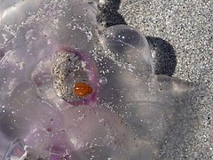 Sandaig, an orange creepy-crawly on a jellyfish - geograph.org.uk - 4131834.jpg