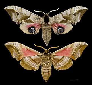 ♀ Smerinthus ocellatus (Eyed Hawk-Moth)