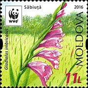 Stamp of Moldova - 2016 - Colnect 628002 - Turkish Marsh Gladiolus Gladiolus Imbricatus - White Sky.jpeg