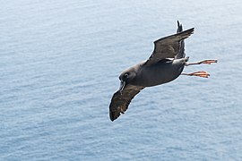 2021-10 Amsterdam Island - Dark-mantled sooty albatross 37.jpg