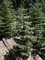 Abies concolor ssp. lowiana